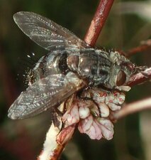 Diptera(Or) sp012 Animal